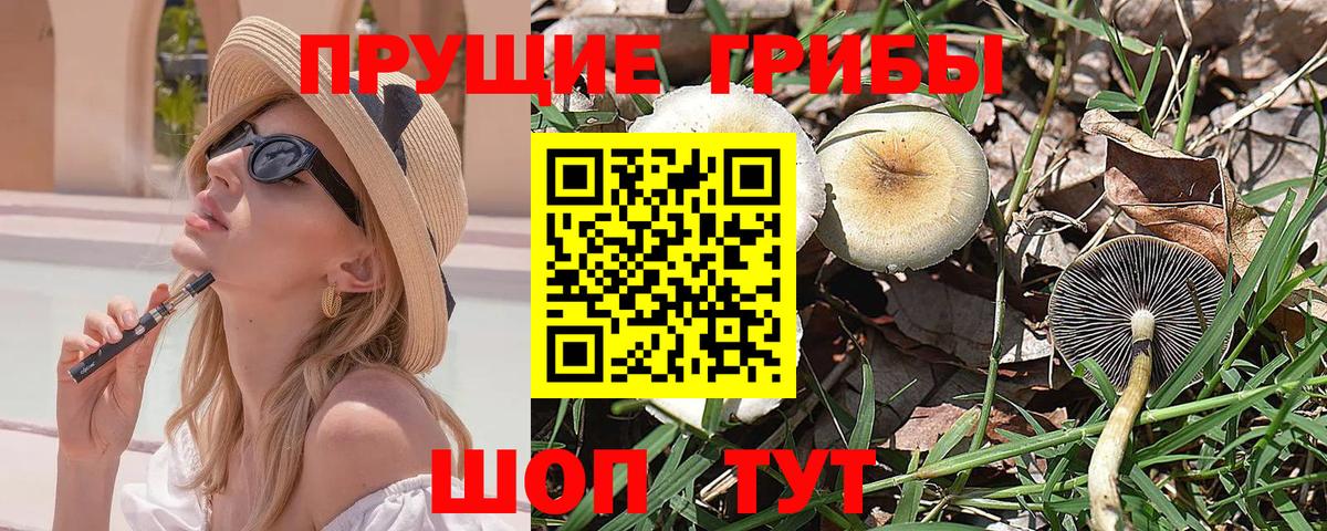 Галлюциногенные грибы Psilocybe Малгобек